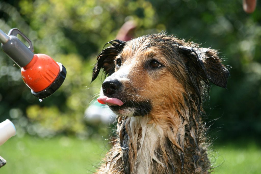 dog bathing tips at home