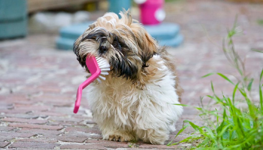 top 5 mistakes in pet grooming