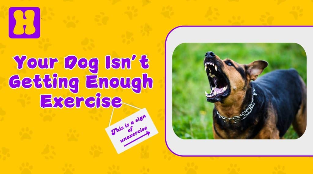 Your dog isn't getting enough exercise - Hugsy Pets Nepal