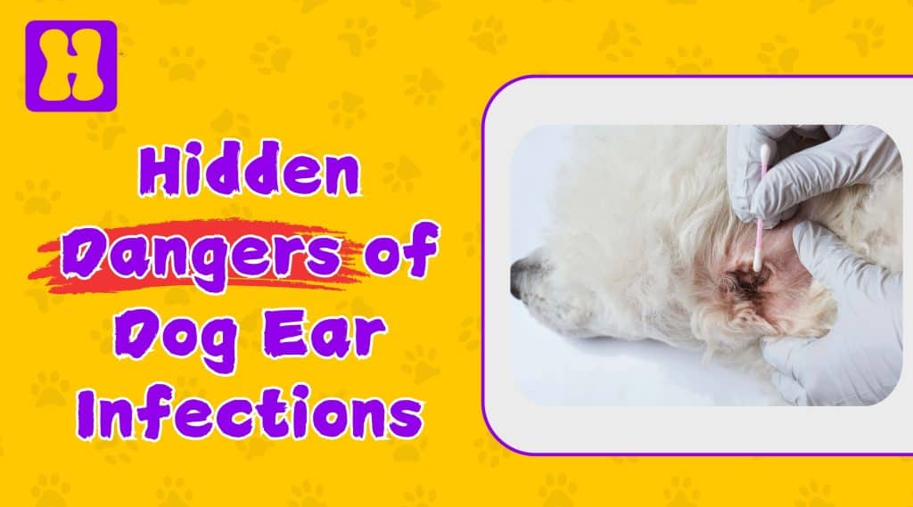 dog ear infection