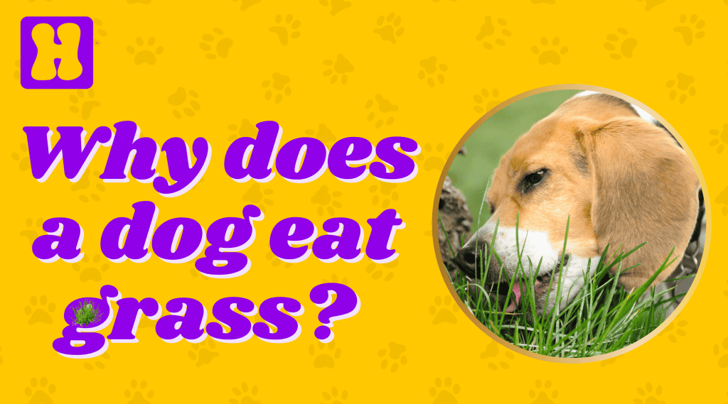 Understand Why Dog Eats Grass - Hugsy Pets Nepal - Reasons Why My Dog Eats Grass