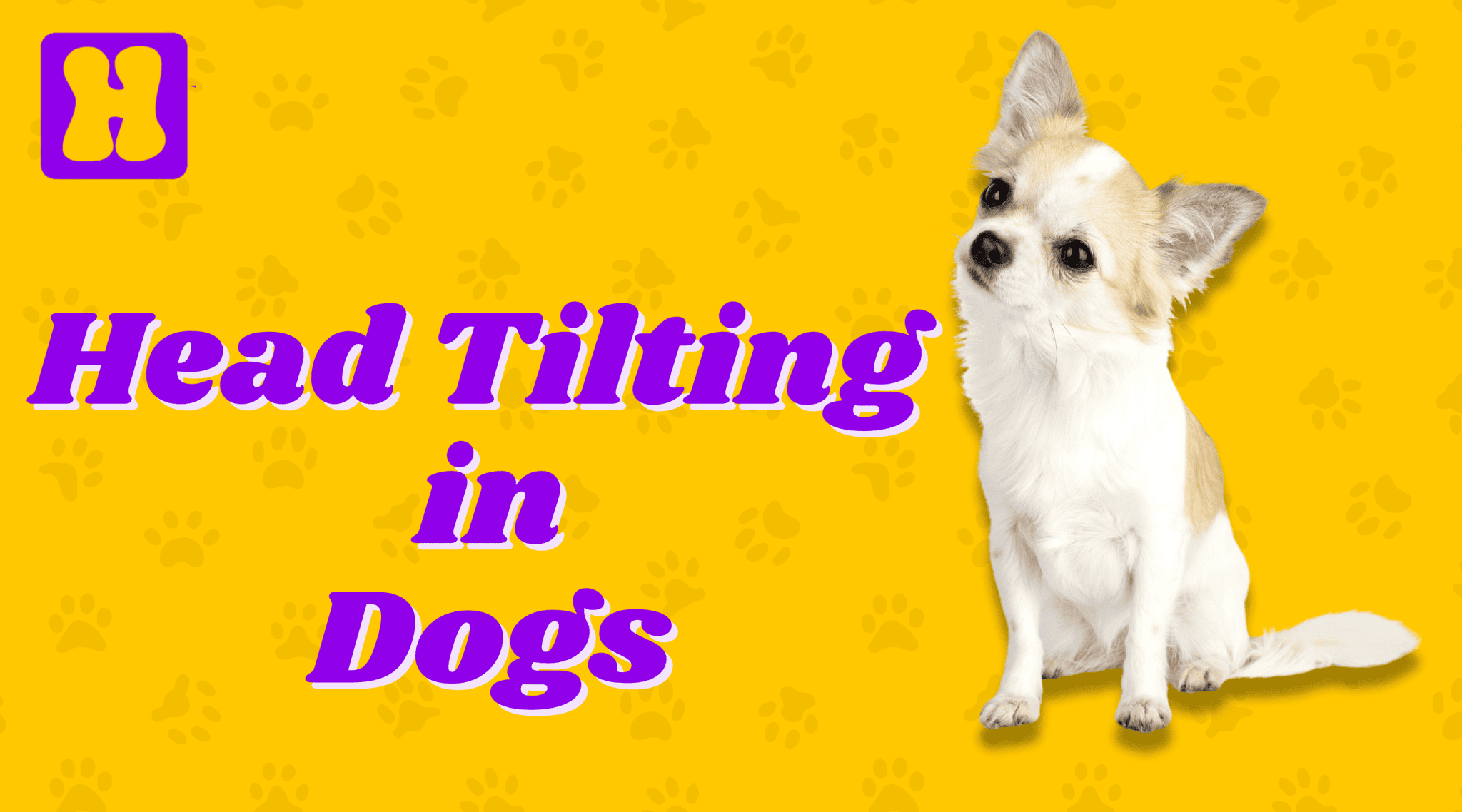 Secrets of Dog Head Tilting - Hugsy Pets Nepal