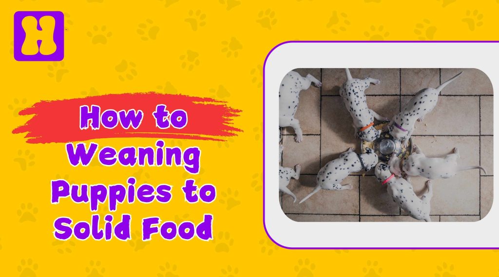 weaning puppies