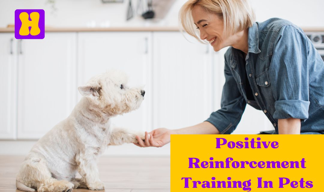 Curated visual reference: Picture Idea: Positive Reinforcement Training In Pets