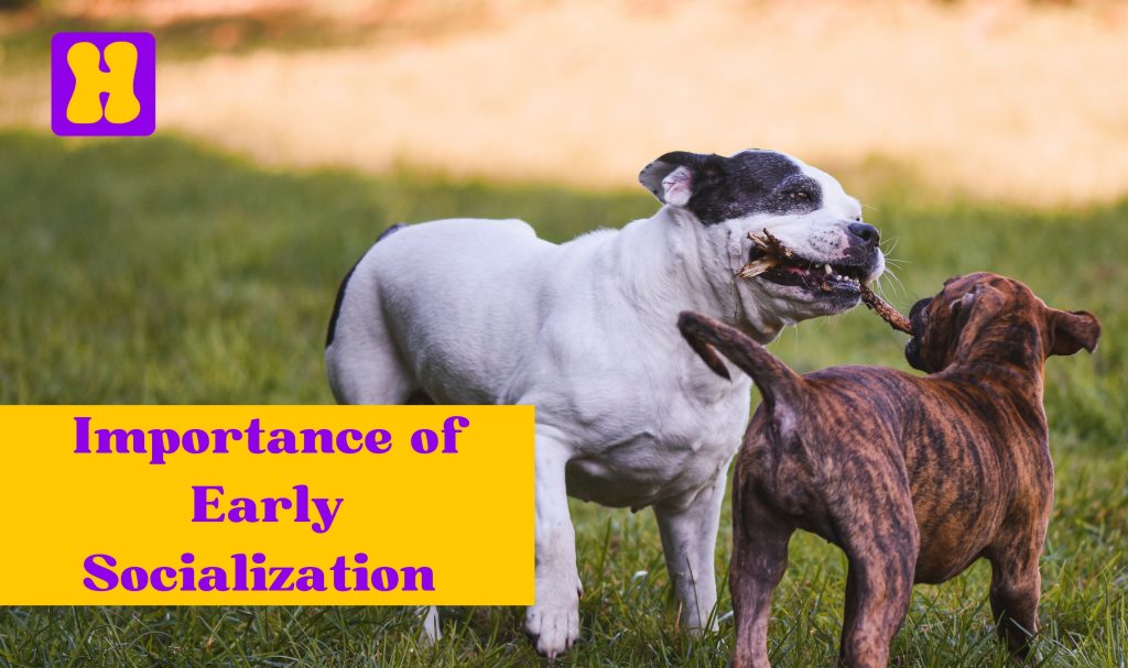 socialization for dogs
