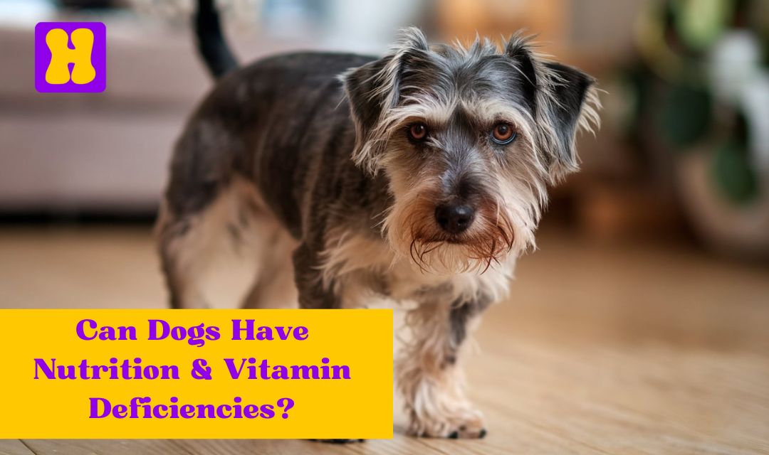 Can Dogs Have Nutrition & Vitamin Deficiencies? - Hpv Dogs And Nutritional Deficiencies