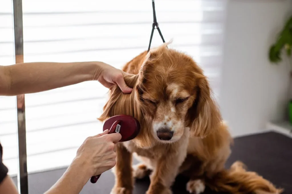 secret brushing techniques for a pet
