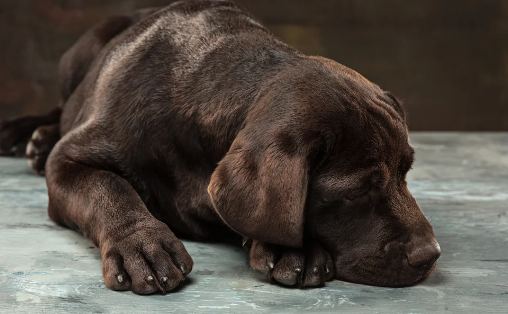Parvovirus in dogs