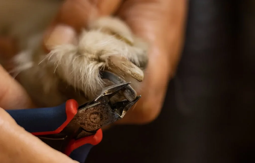 trim pet nails at home