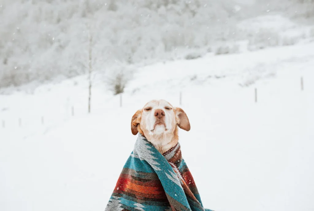 Essential Tips for winter pet care