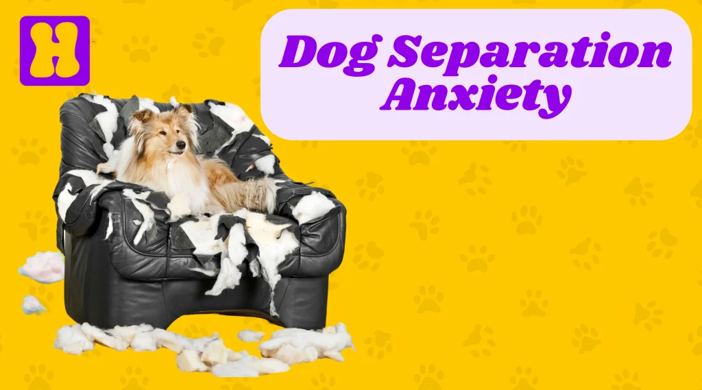 Dog Separation Anxiety