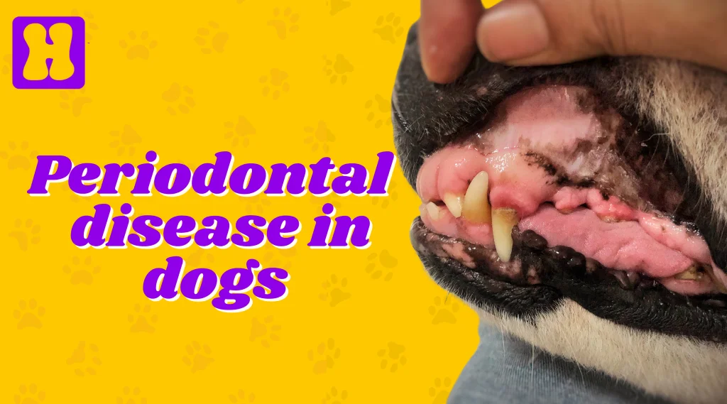 Periodontal disease in dogs