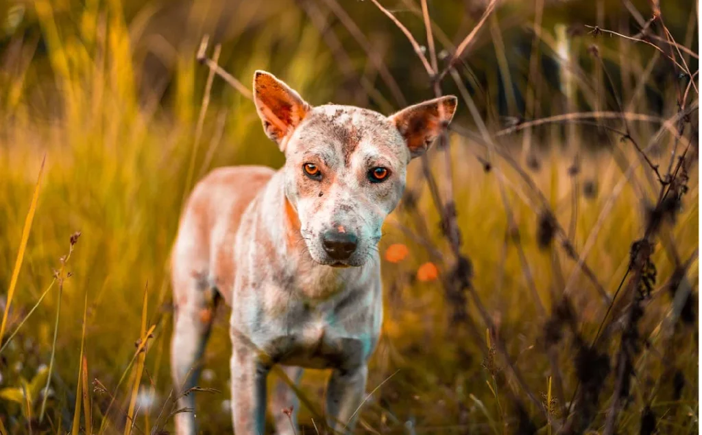 dog skin problems