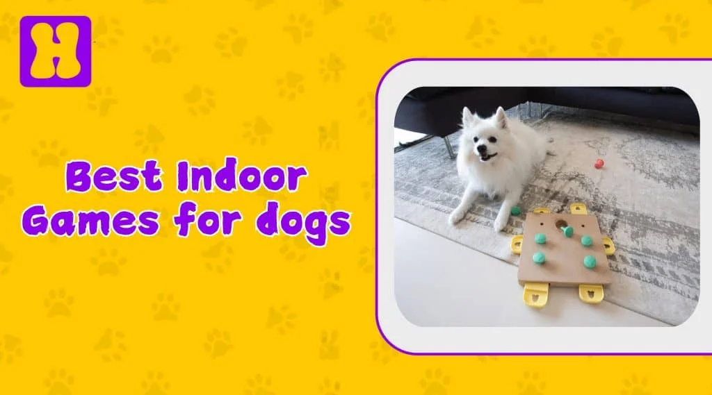 Indoor games for dogs