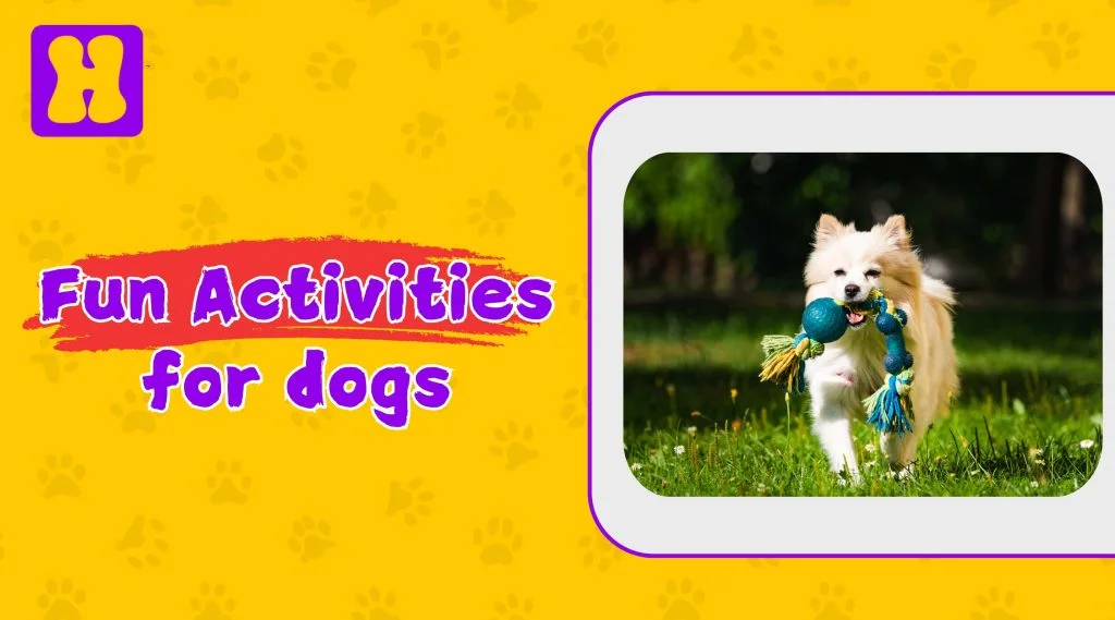 fun activities for dogs