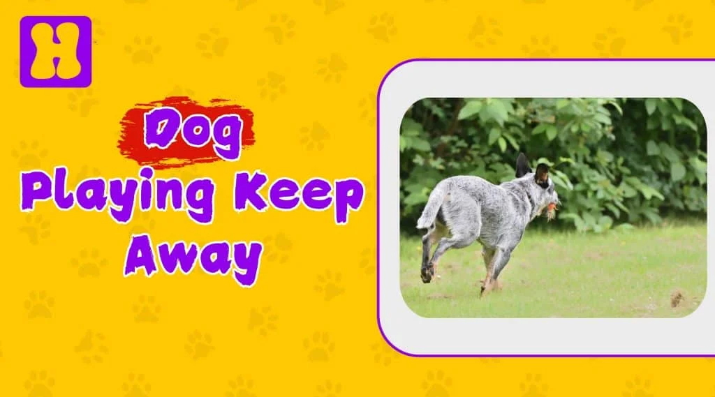Dog playing keep away