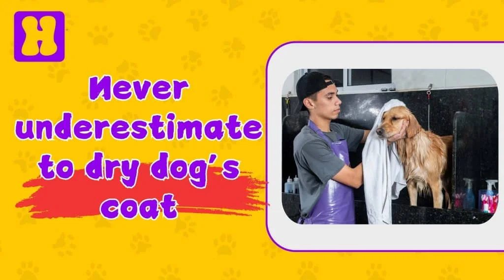 drying-dog-coat